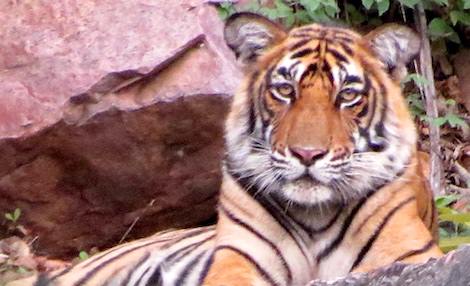 Pali ghat to Ranthambore