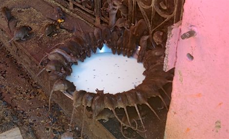 Bikaner to Khudi